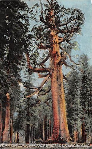 Mariposa Büyük Ağaç Korusu, Kaliforniya Kartpostalı