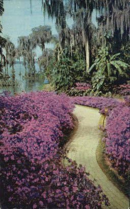 Selvi Bahçeleri, Florida Kartpostalı