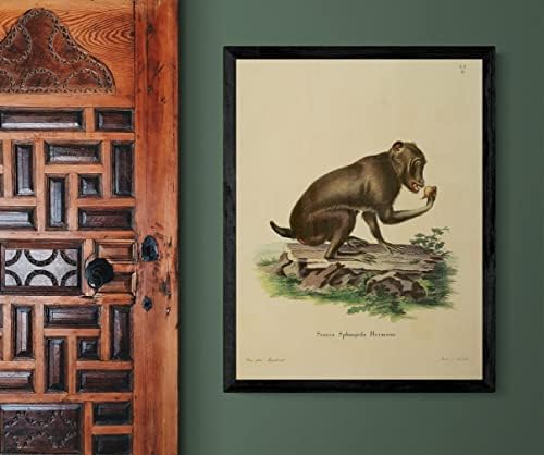 Chacma Pelerin Babun Primat Maymun Vintage Yaban Hayatı Sınıf Ofis Dekor Zooloji Antika Çizim Güzel sanat baskı posteri-11x14