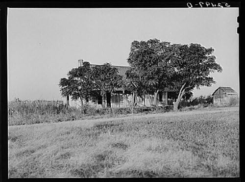 Tarihselfindings Fotoğraf: Ayçiçeği Ekimi, Merigold, Bolivar ilçesi, Mississippi, Marion Post Wolcott, 3