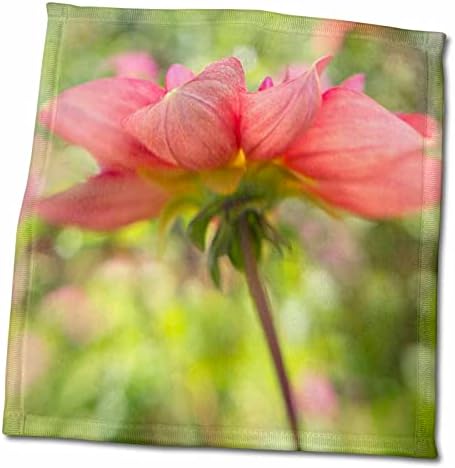 3dRose ABD, Oregon, Portland. Bulanık Pembe yıldız çiçeği. - Havlular (twl-259864-3)